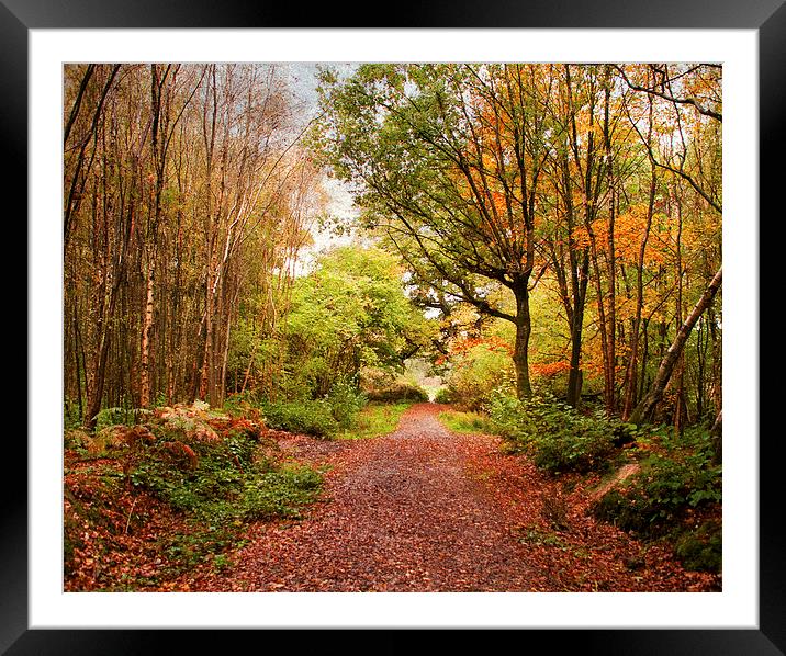 Copper pathway Framed Mounted Print by Dawn Cox