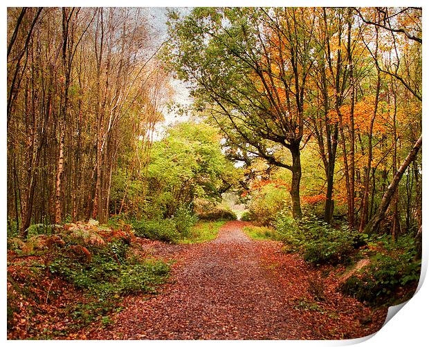 Copper pathway Print by Dawn Cox