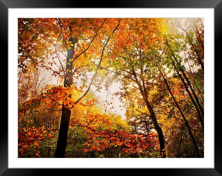 copper fall Framed Mounted Print by Dawn Cox