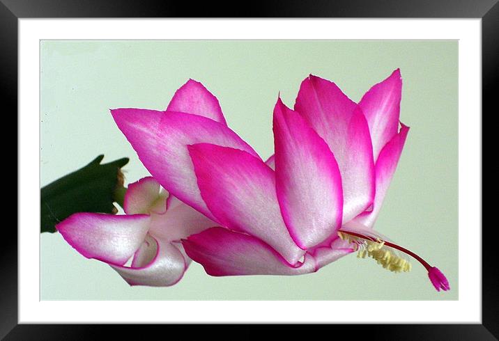 Christmas cactus in bloom 2 Framed Mounted Print by Don Brady