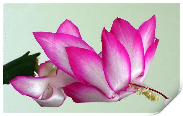 Christmas cactus in bloom 2 Print by Don Brady