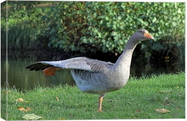 Pink footed goose Canvas Print by Tony Murtagh