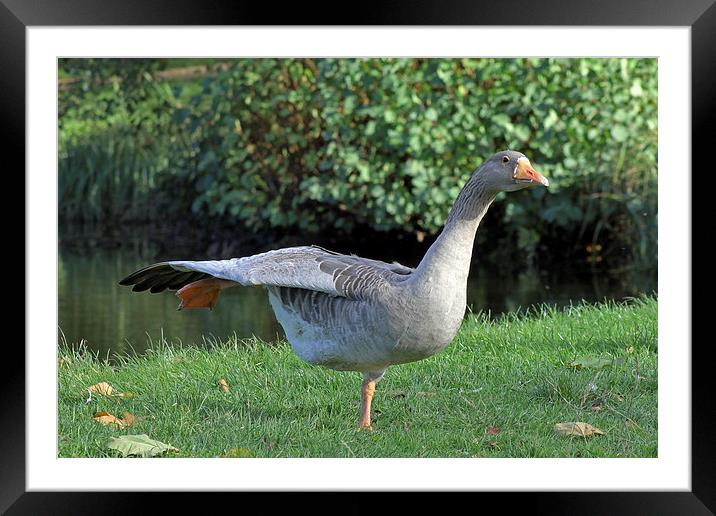 Pink footed goose Framed Mounted Print by Tony Murtagh