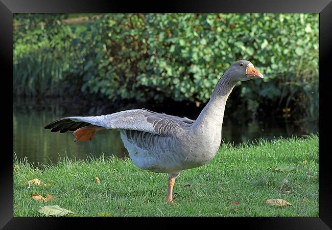 Pink footed goose Framed Print by Tony Murtagh