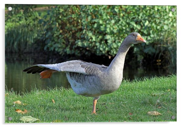 Pink footed goose Acrylic by Tony Murtagh