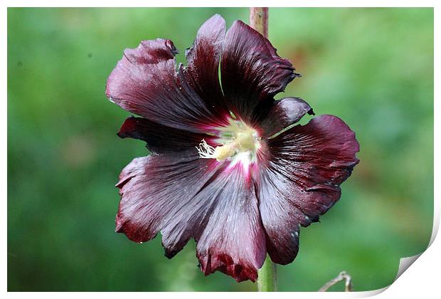 Purple Hollyhock Print by Tony Murtagh