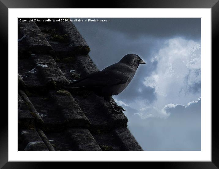 Jackdaw on storm watch. Framed Mounted Print by Annabelle Ward