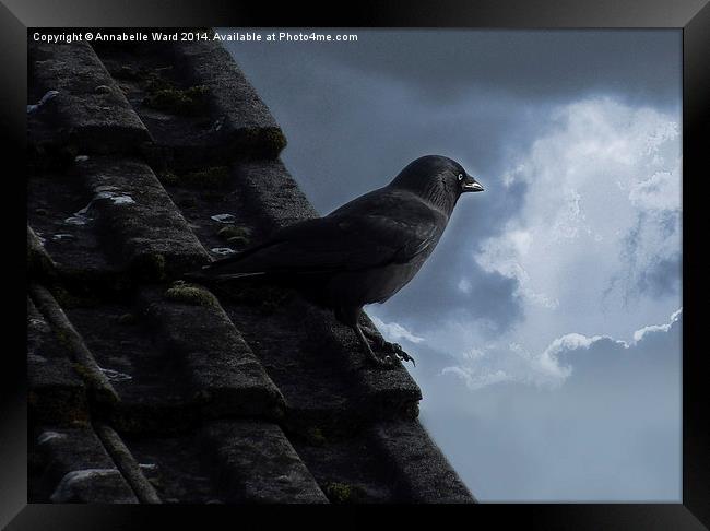 Jackdaw on storm watch. Framed Print by Annabelle Ward