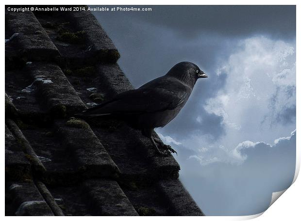 Jackdaw on storm watch. Print by Annabelle Ward