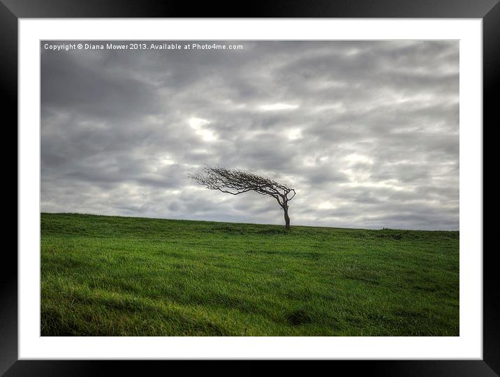 Windswept Tree Beachy Head Sussex Framed Mounted Print by Diana Mower