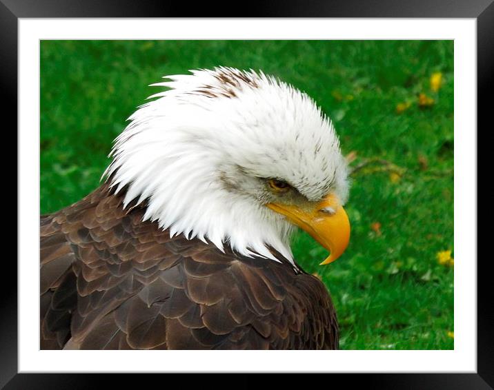The American Bald Eagle Framed Mounted Print by Bill Lighterness