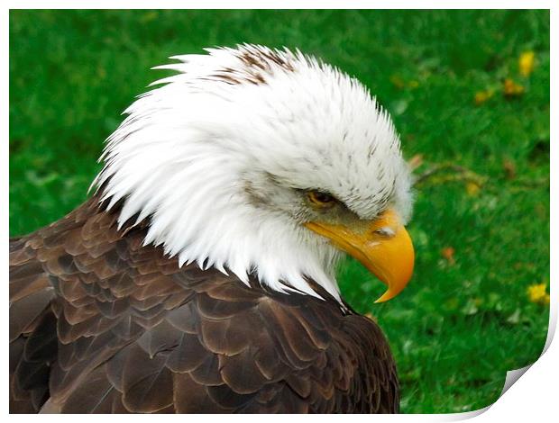 The American Bald Eagle Print by Bill Lighterness