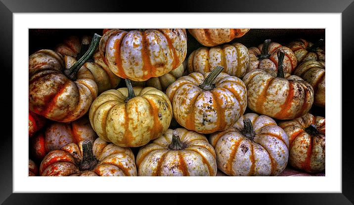White Pumpkins Framed Mounted Print by Scott Anderson
