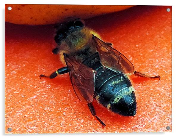 bee with pear Acrylic by elvira ladocki