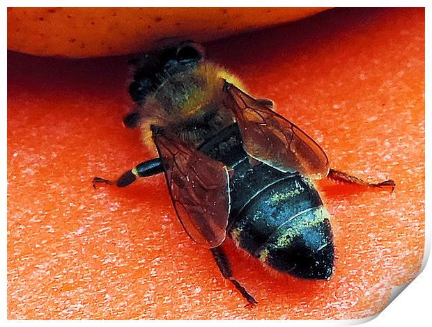 bee with pear Print by elvira ladocki