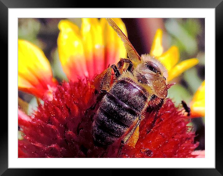 2423-bee on flower Framed Mounted Print by elvira ladocki
