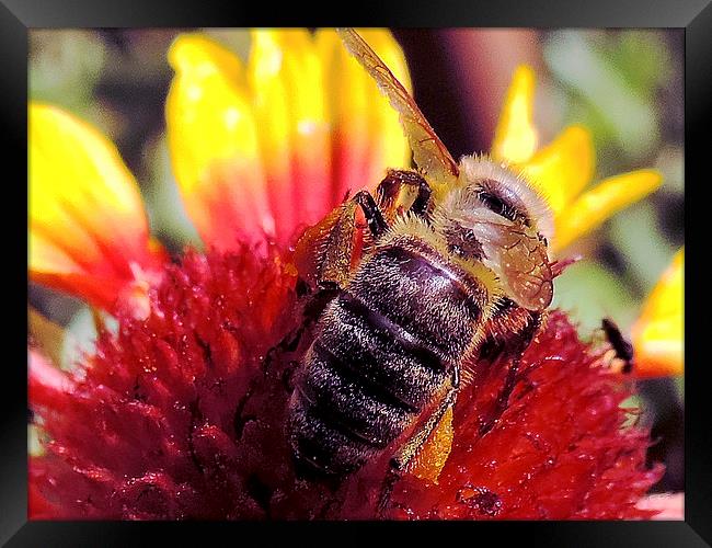 2423-bee on flower Framed Print by elvira ladocki