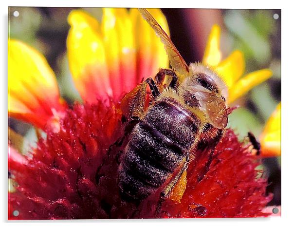 2423-bee on flower Acrylic by elvira ladocki