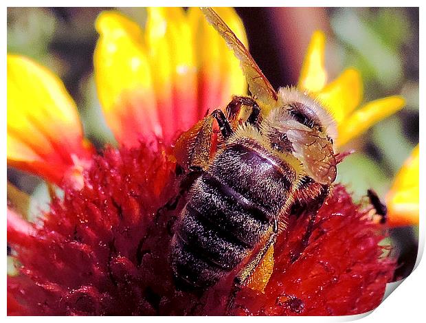 2423-bee on flower Print by elvira ladocki