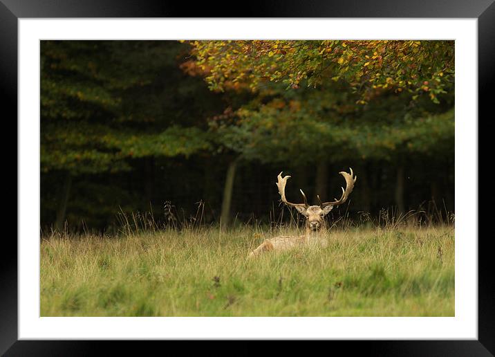 Fallow stag Framed Mounted Print by Jed Pearson