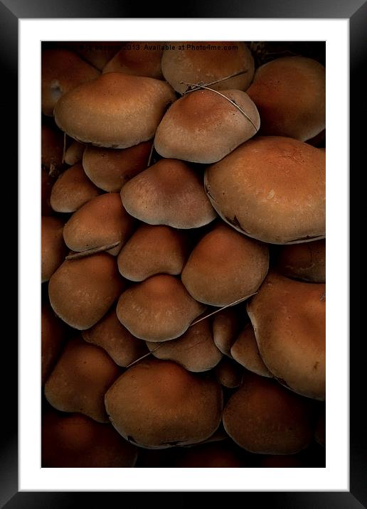 mushrooms Framed Mounted Print by Jo Beerens