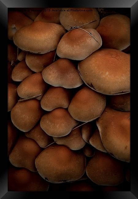 mushrooms Framed Print by Jo Beerens