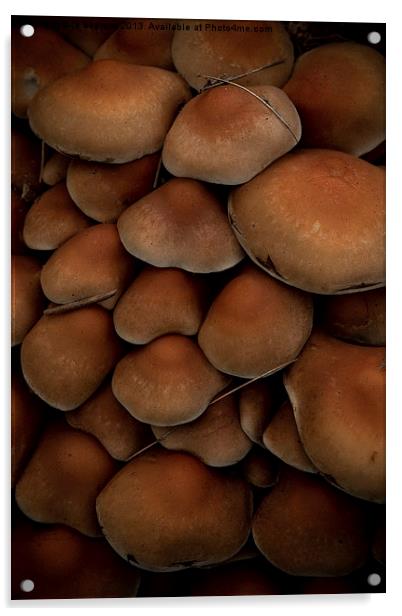 mushrooms Acrylic by Jo Beerens