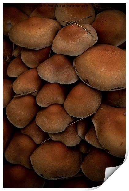mushrooms Print by Jo Beerens