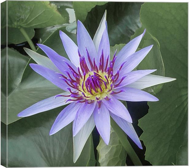 Water Lily in Koh Samui Canvas Print by colin chalkley