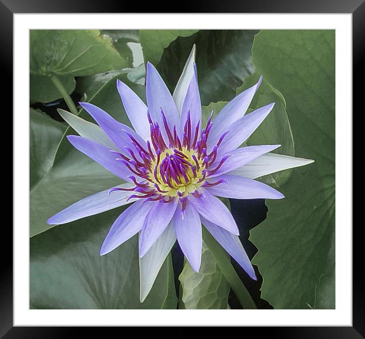 Water Lily in Koh Samui Framed Mounted Print by colin chalkley