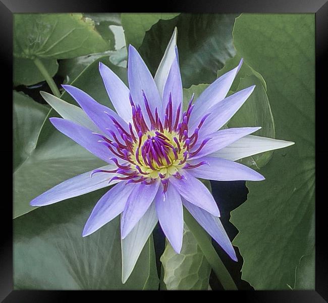 Water Lily in Koh Samui Framed Print by colin chalkley