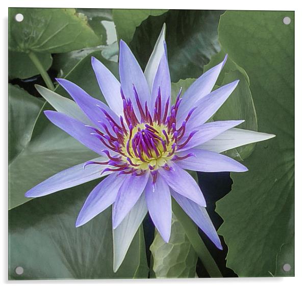 Water Lily in Koh Samui Acrylic by colin chalkley