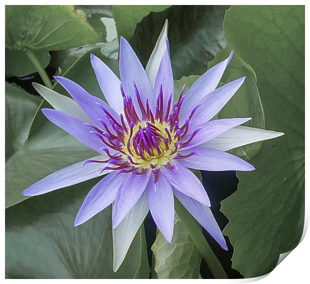 Water Lily in Koh Samui Print by colin chalkley
