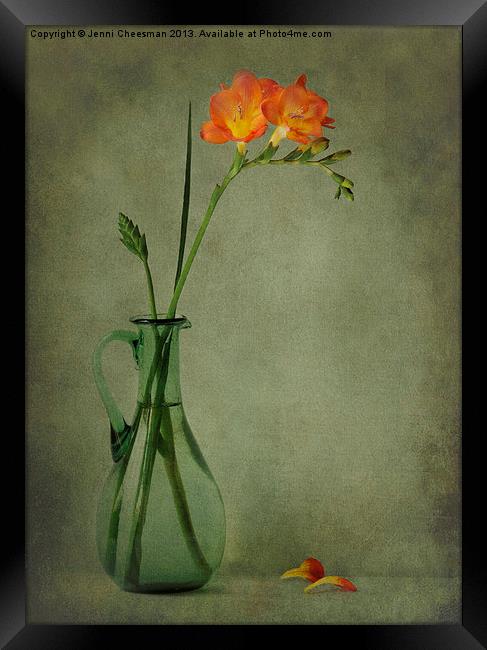 Orange Freesia Framed Print by Jenni Cheesman