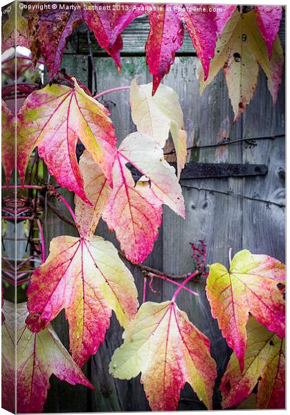 Autumn Tears Canvas Print by Martyn Sothcott