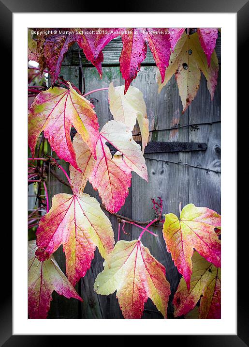Autumn Tears Framed Mounted Print by Martyn Sothcott