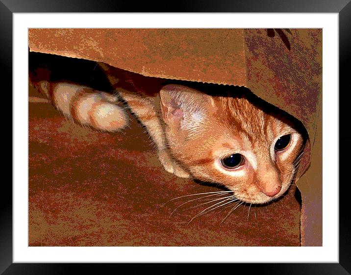 Kitten in Bag Posterized Framed Mounted Print by james balzano, jr.