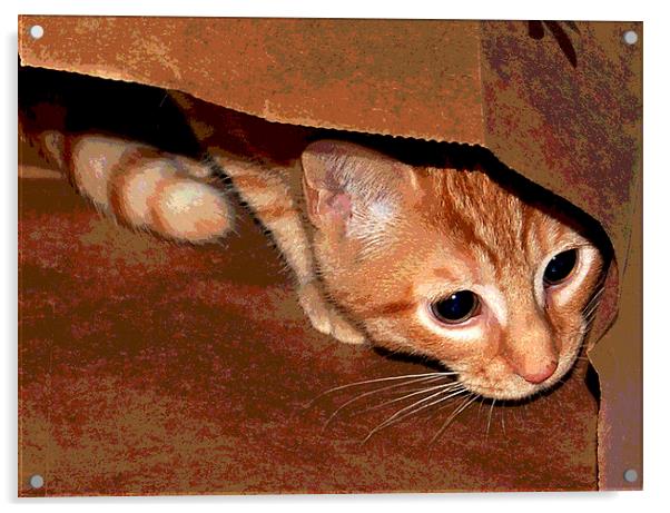 Kitten in Bag Posterized Acrylic by james balzano, jr.