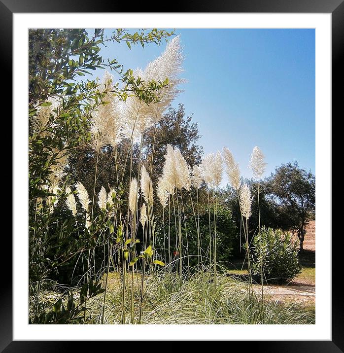 Cyprus, Pampas Grass, Framed Mounted Print by Robert Cane