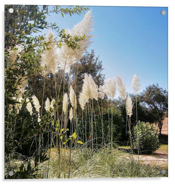 Cyprus, Pampas Grass, Acrylic by Robert Cane