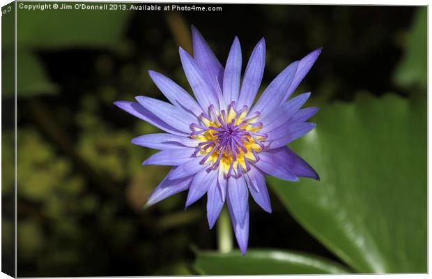 Purple water Lily Canvas Print by Jim O'Donnell