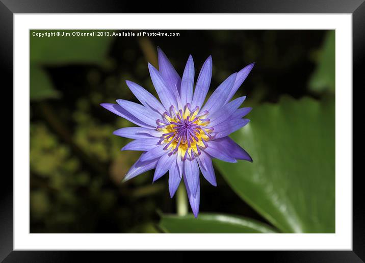 Purple water Lily Framed Mounted Print by Jim O'Donnell