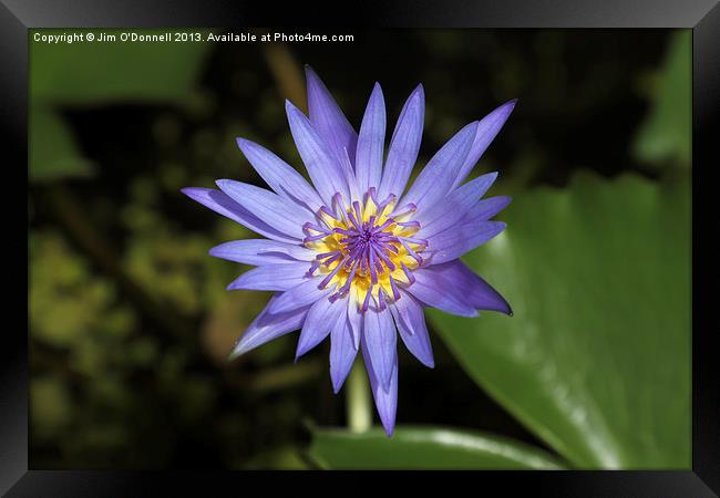 Purple water Lily Framed Print by Jim O'Donnell