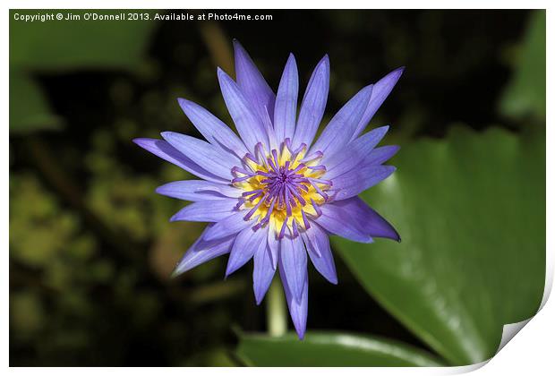 Purple water Lily Print by Jim O'Donnell