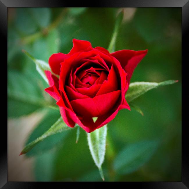 A Rose for My Rose Framed Print by John Biggadike