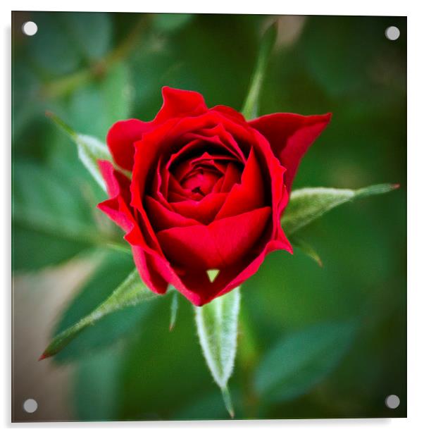 A Rose for My Rose Acrylic by John Biggadike