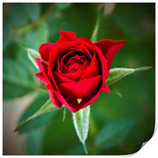 A Rose for My Rose Print by John Biggadike