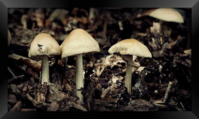 Mushrooms Framed Print by Iona Newton