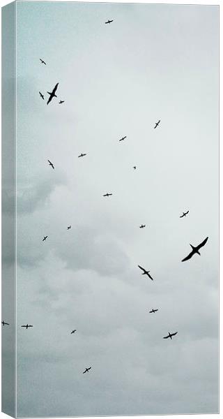 Birds Overhead Canvas Print by Iona Newton
