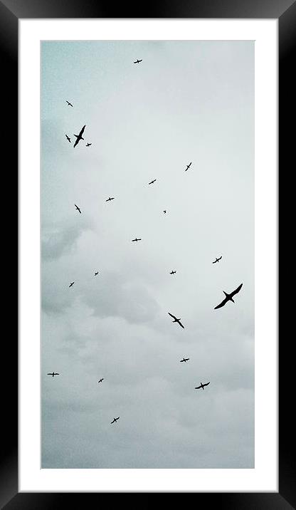 Birds Overhead Framed Mounted Print by Iona Newton